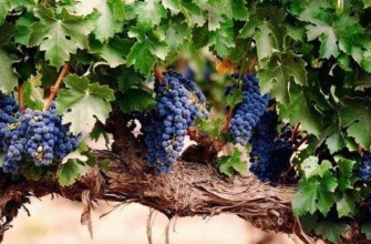 องุ่นพันธุ์ซานจิโอเวเซ่