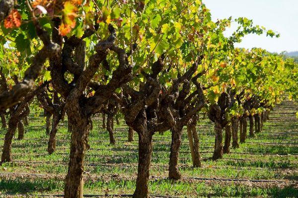 การตัดแต่งกิ่งองุ่น