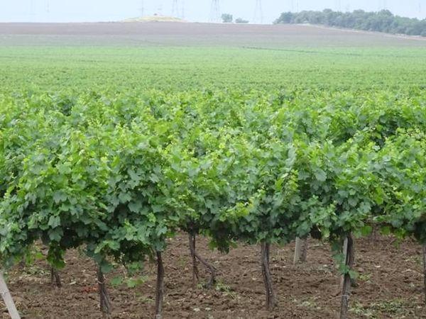 การปลูกองุ่น