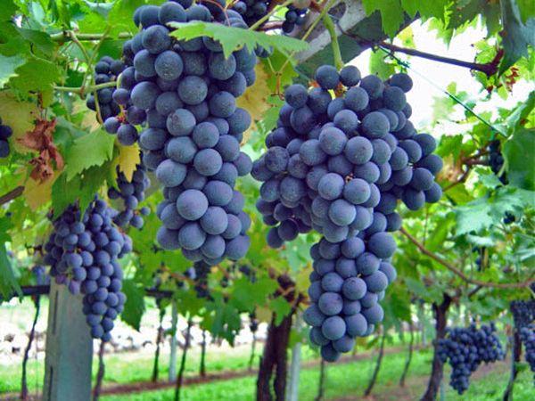 บรูเนลโล เดอ มอนตัลชิโน