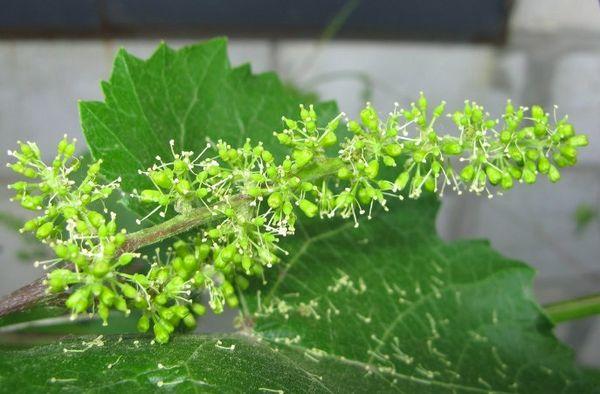 ช่อดอกองุ่น