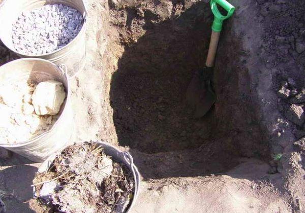 หลุมปลูก