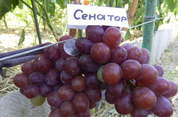 องุ่นวุฒิสมาชิก