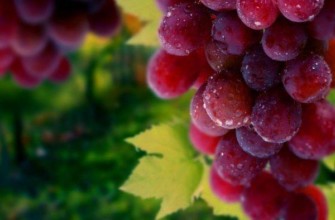 องุ่นหวาน