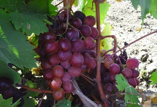 ผลของวุฒิสมาชิก