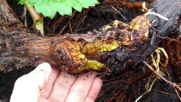 มะเร็งแบคทีเรีย