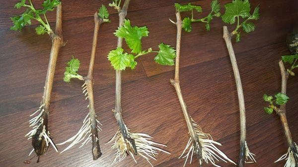 การปักชำแบบมีราก