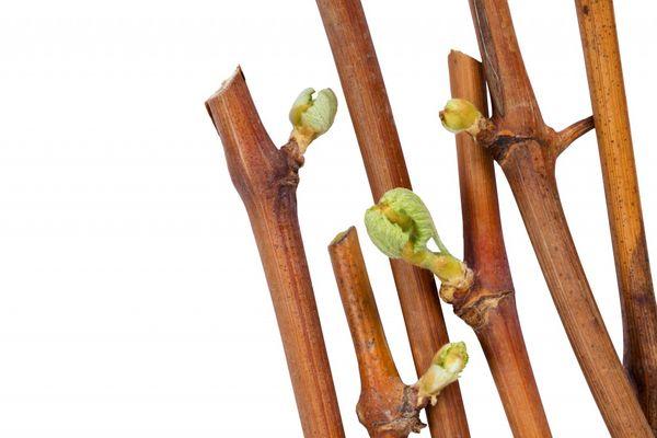 กิ่งพันธุ์องุ่น