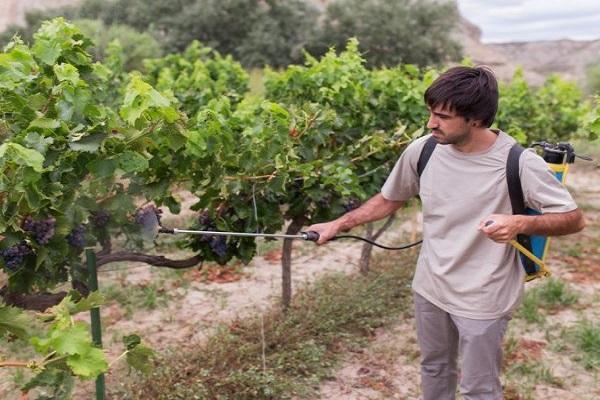 ฉีดพ่นพุ่มไม้