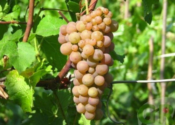 องุ่นลูกผสม