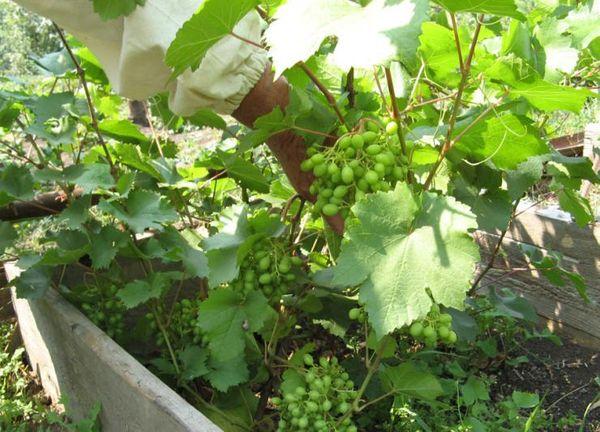 การปลูกองุ่น