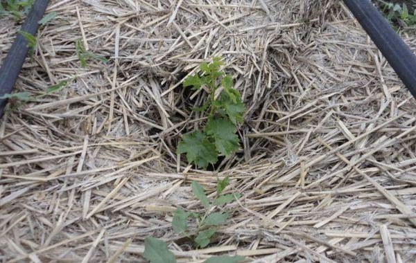 การคลุมดินองุ่น