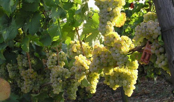 องุ่นขาว