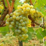 องุ่นลูกผสม