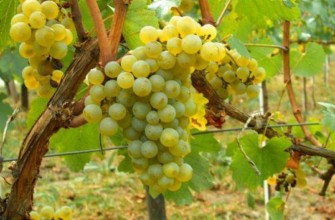 องุ่นลูกผสม