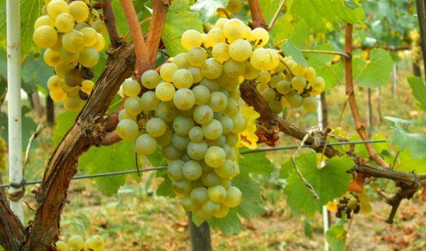 องุ่นลูกผสม