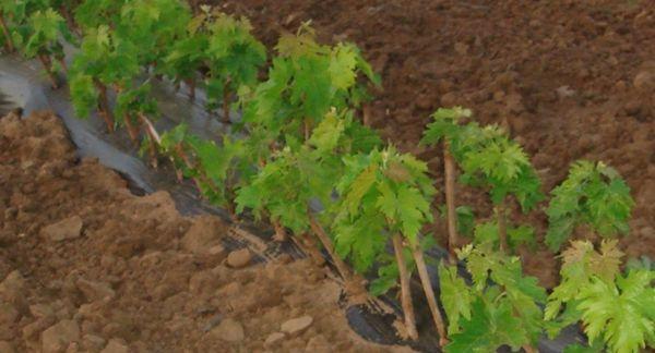 ต้นกล้าองุ่น