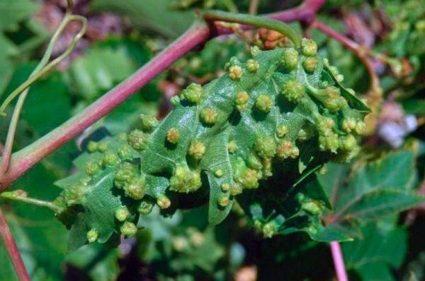 องุ่นฟิลลอกเซรา