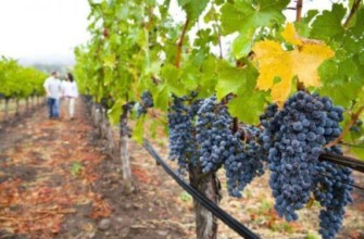 การปลูกองุ่น