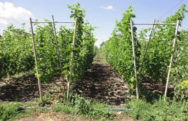 โครงตาข่ายสองระนาบ