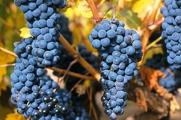 เถาองุ่น