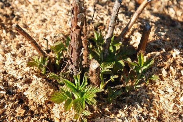 เถาองุ่น