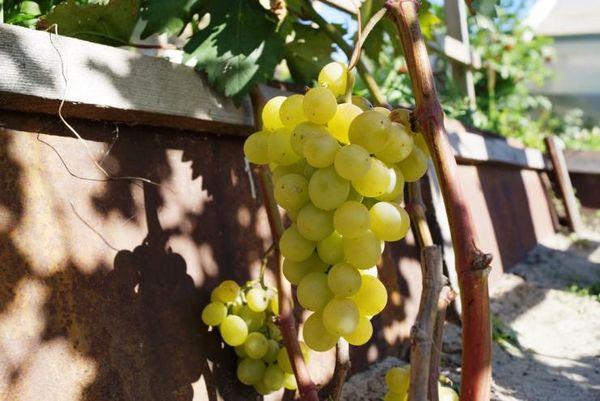 องุ่นในร่องลึก