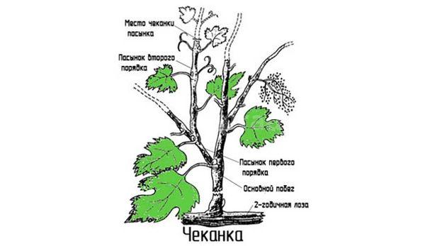 องุ่นมิ้นต์