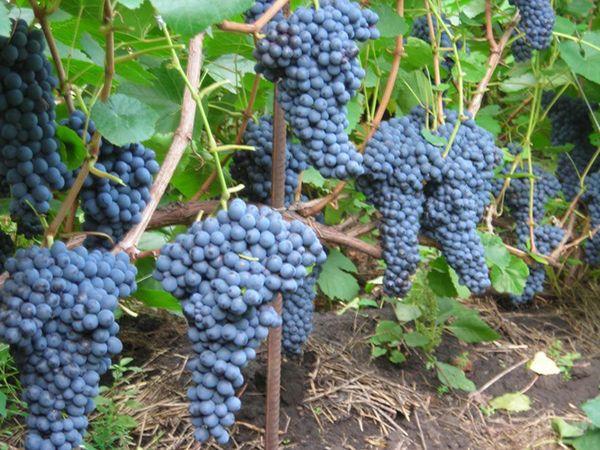 À la mémoire de Chatilov