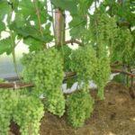 องุ่นในเรือนกระจก