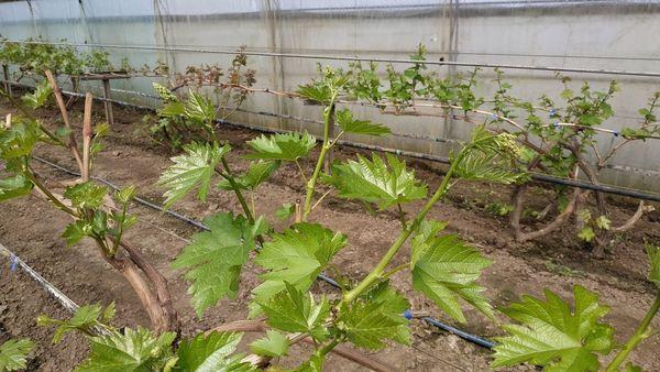 Raisins dans une serre