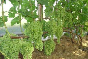 กฎสำหรับการปลูกองุ่นในเรือนกระจกที่เดชาของคุณ การปลูกและการดูแลรักษา