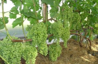 องุ่นในเรือนกระจก