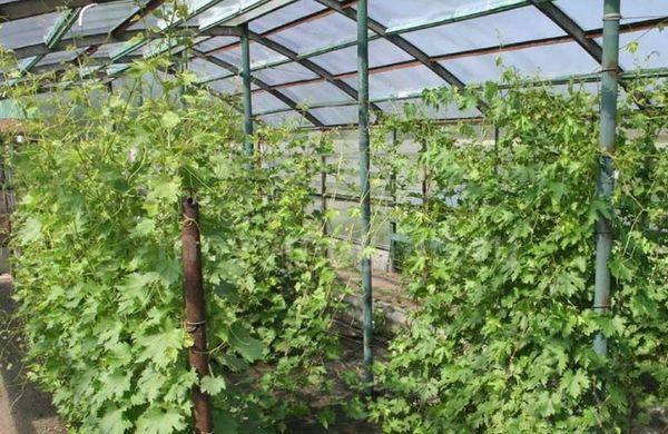 Mascate d'Alexandrie