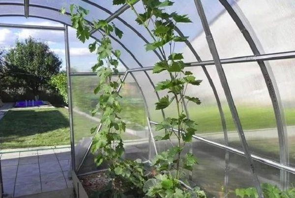 Dimensions de la serre