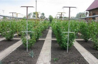 ต้นองุ่น