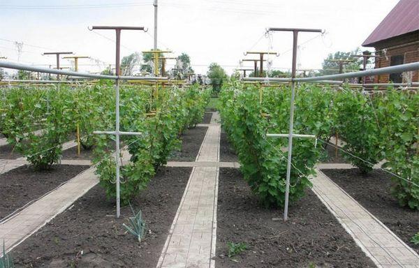 ต้นองุ่น