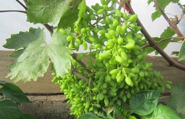 การปลูกองุ่น