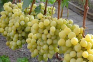 ลักษณะและลักษณะขององุ่นพันธุ์วาเล็ค เทคโนโลยีการเพาะปลูก