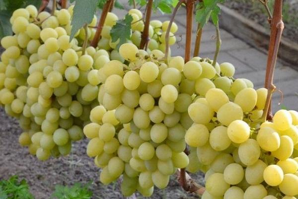 องุ่นวาเล็ค