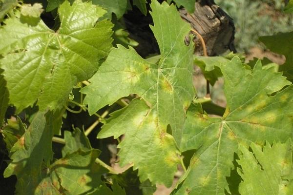 โรคราน้ำค้าง