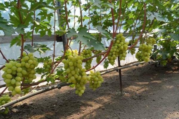 การเก็บเกี่ยวสุกแล้ว