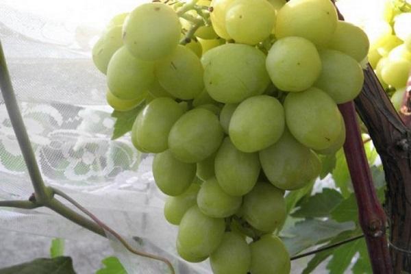 พวงใหญ่มาก