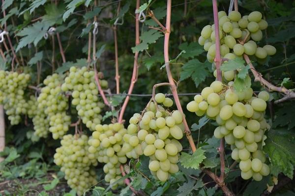 สายพันธุ์ที่แข็งแรง