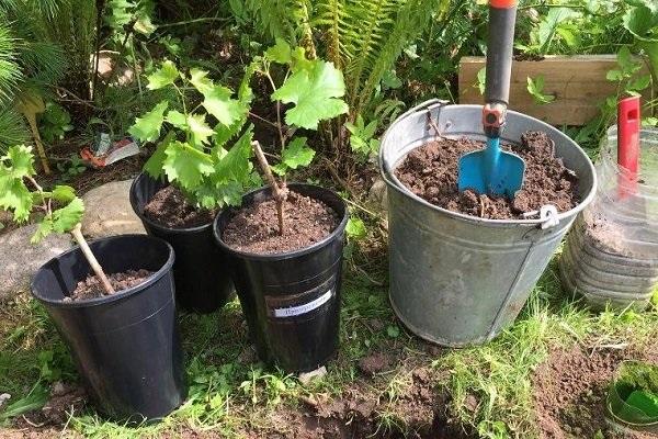 ถังเล็ก