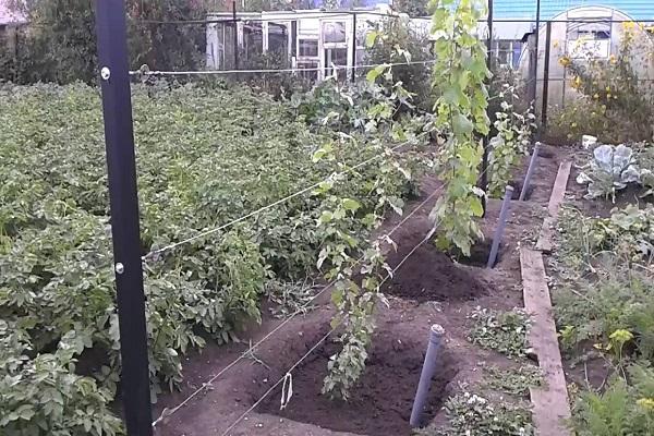 แผนการลงจอด