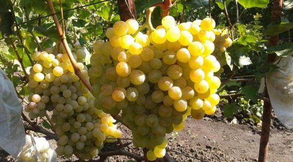 Période de maturation