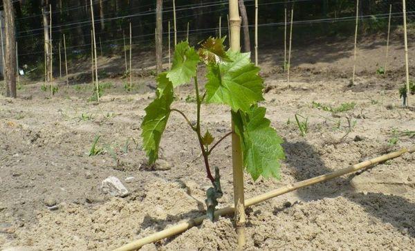 semis en pleine terre