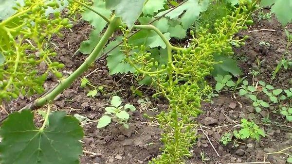 การตัดแต่งกิ่งองุ่น