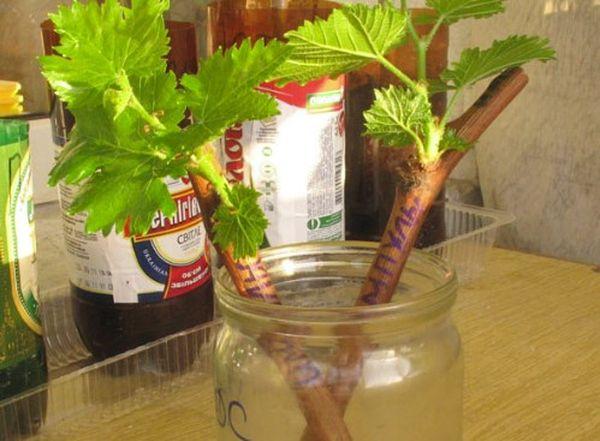 กิ่งพันธุ์องุ่น